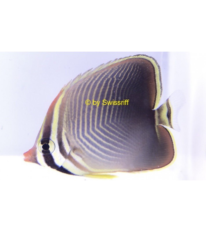 Chaetodon baronessa, Baroness Falterfisch