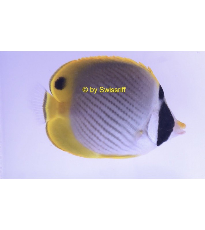 Chaetodon adiergastos