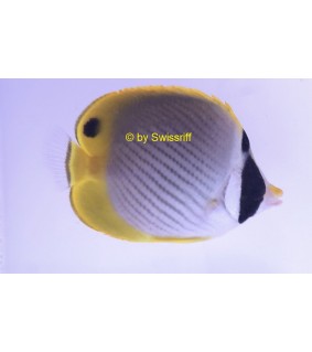 Chaetodon adiergastos