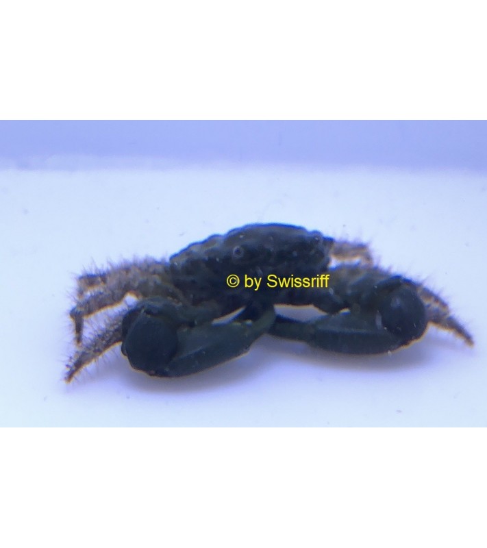 Mithraculus sculptus