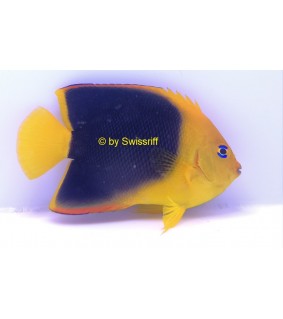 Holacanthus Tricolor