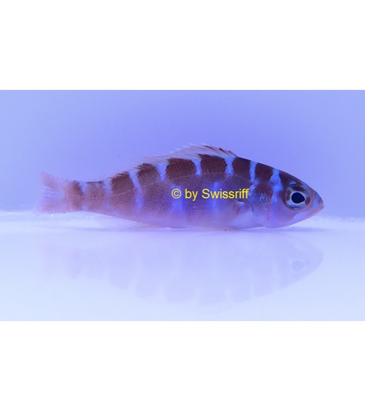 Serranus Tortugarum