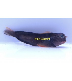 Ophioblennius macclurei