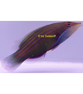 Pseudocheilinus tetrataenia