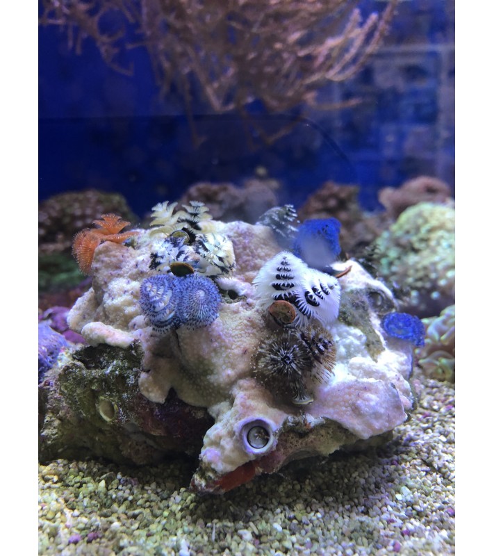 Triton Wasseranalyse HPLC