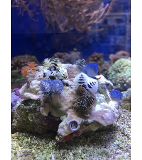 Triton Wasseranalyse HPLC