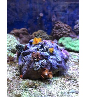 Triton Wasseranalyse ICP-OES