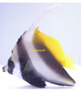 Heniochus monoceros
