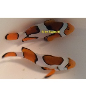Amphiprion percula prem. picasso