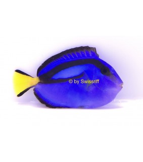 Paracanthurus Hepatus