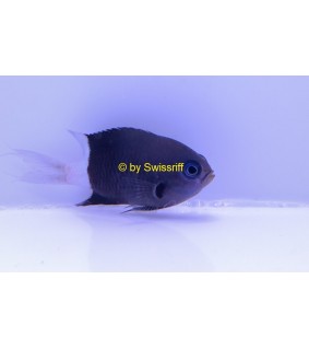 Chromis dimidiata