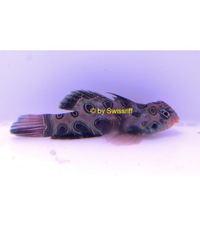 Synchiropus picturatus