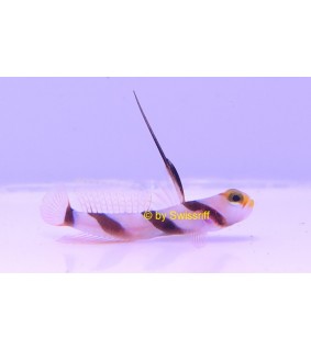 Stonogobiops xanthorhinica