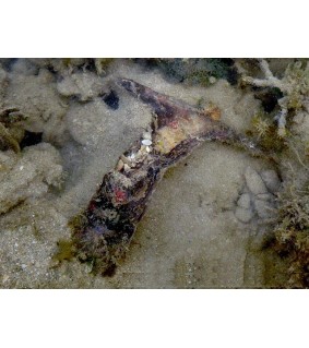 Malleus malleus