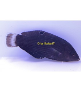 Halichoeres marginatus
