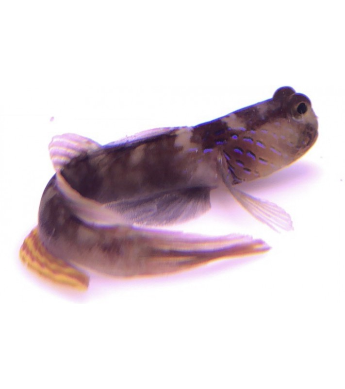 Cryptocentrus cyanotaenia