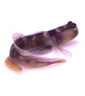 Cryptocentrus cyanotaenia