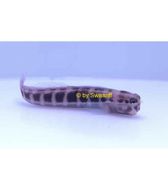 Ecsenius lineatus