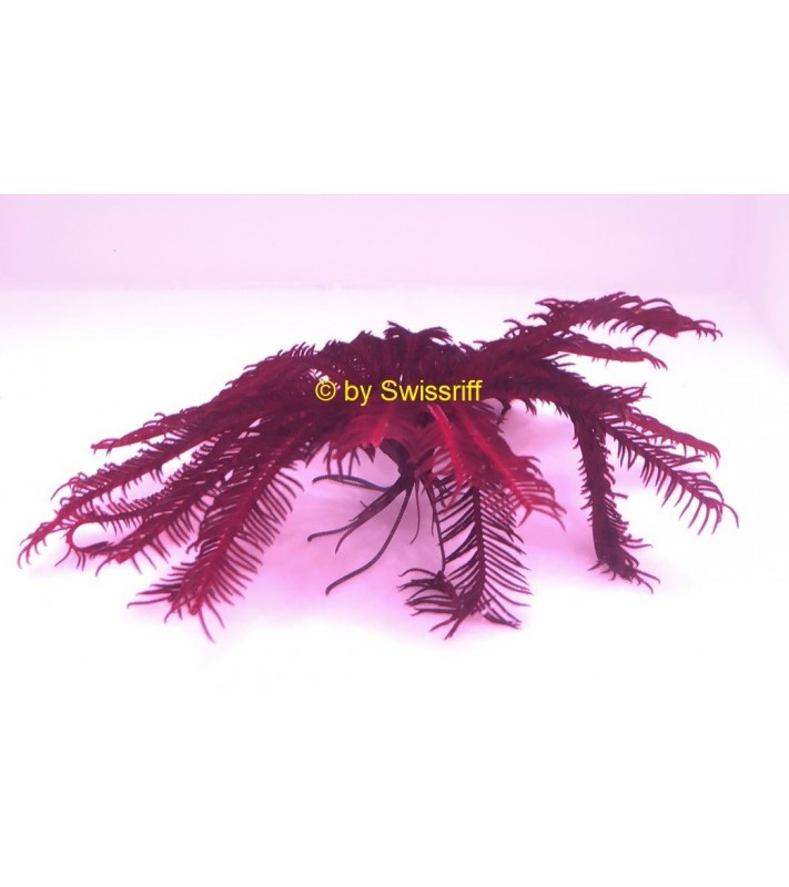 Himerometra robustipinna