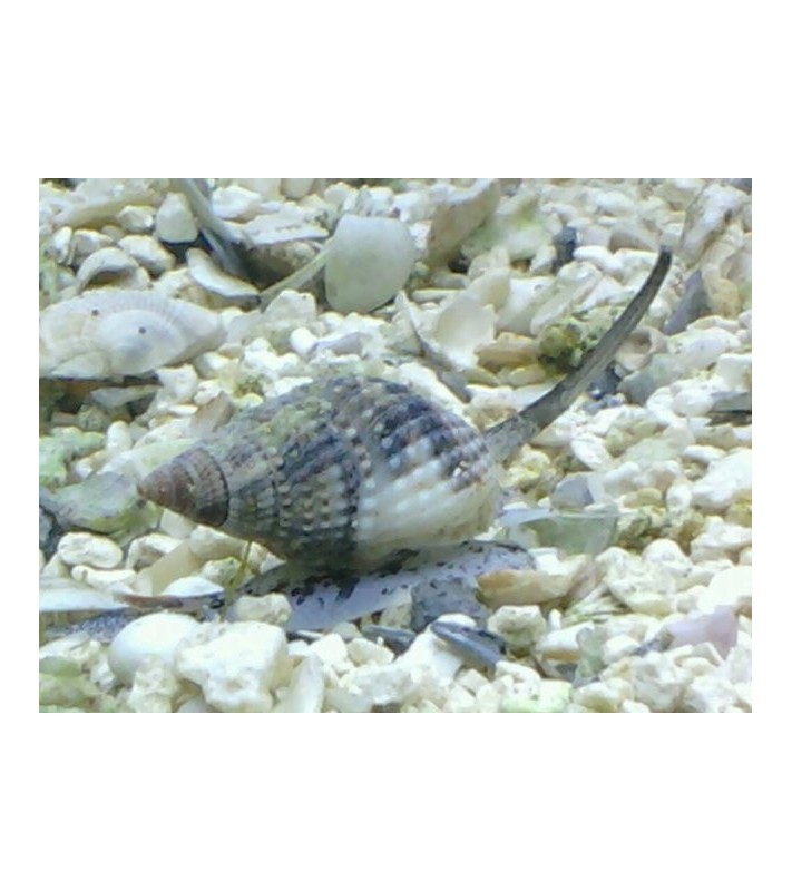 Nassarius margaritifer Snail