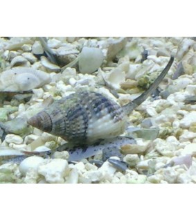 Nassarius margaritifer Snail