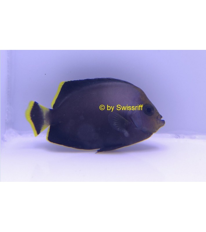 Chaetodontoplus melanosoma