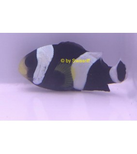 Amphiprion polymnus black