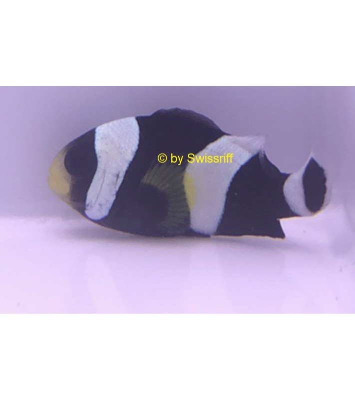 Amphiprion polymnus black
