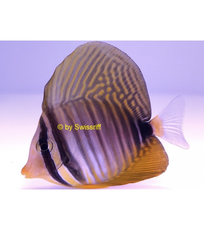 Zebrasoma desjardinii