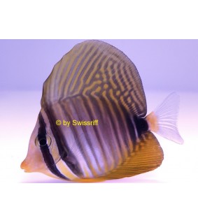 Zebrasoma desjardinii