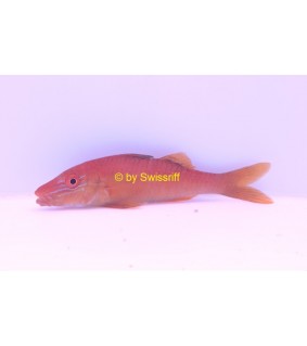 Parupeneus cyclostomus