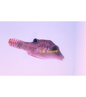 Canthigaster solandri 
