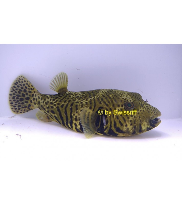 Arothron Stellatus Yellow