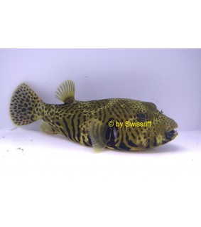 Arothron Stellatus Yellow