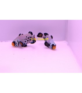 Amphiprion Ocellaris P.Frostbite