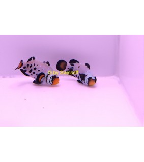 Amphiprion Ocellaris P.Frostbite