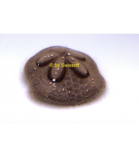 Clypeaster subdepressus