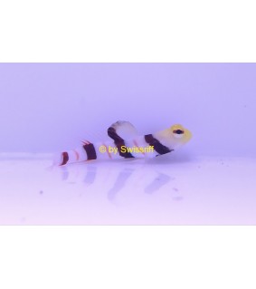 Stonogobiops dracula