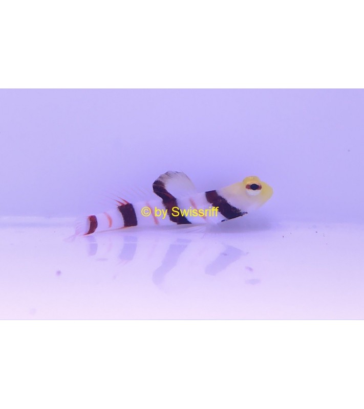 Stonogobiops dracula