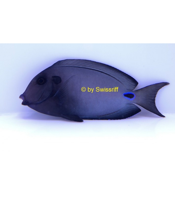 Acanthurus tennenti