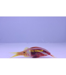 Parupeneus cyclostomus