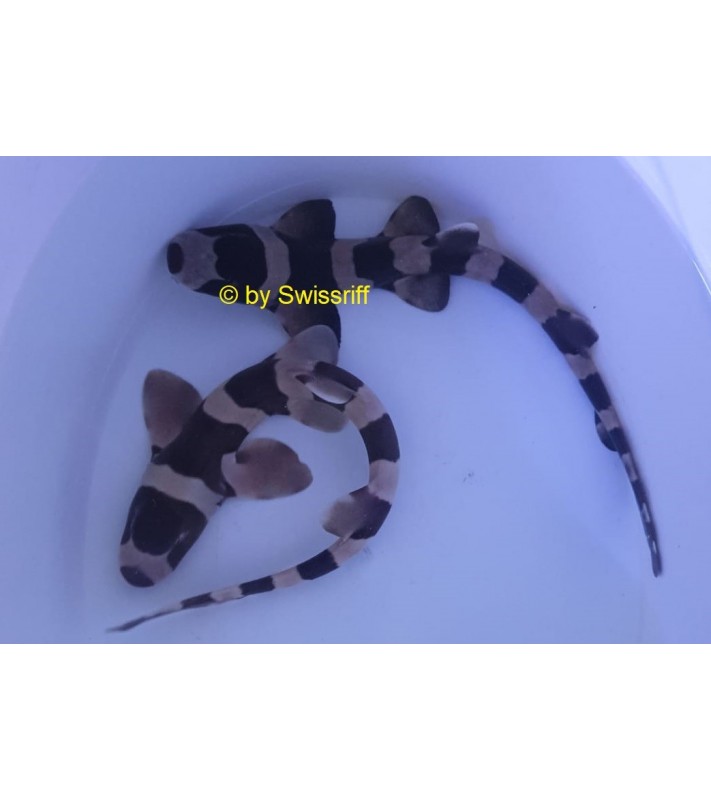 Chiloscyllium punctatum