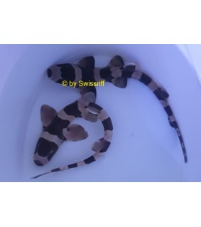 Chiloscyllium punctatum Egg