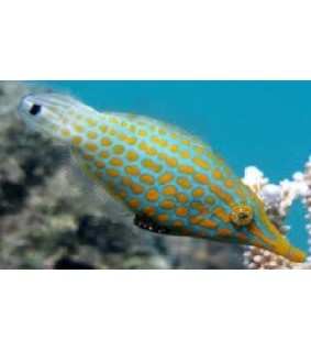 Oxymonacanthus longirostris