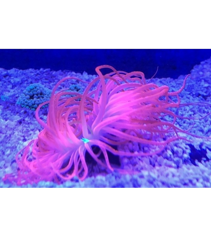 Cerianthus filiformis (pink)