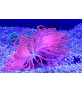 Cerianthus filiformis (pink)