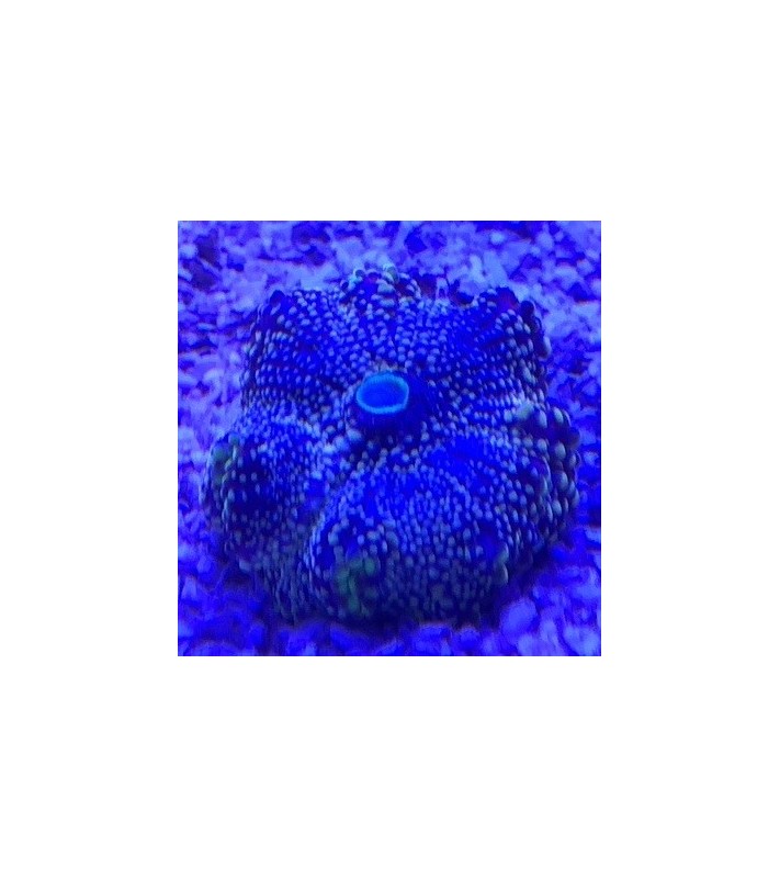 Ricordea yuma Green/Violet