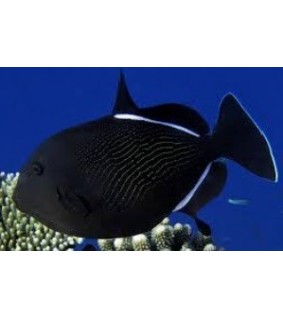 Melichthys indicus