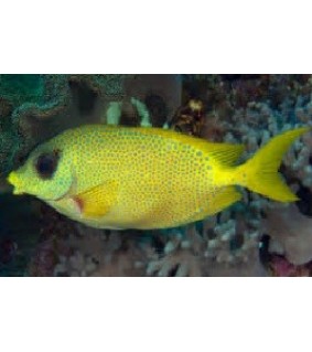 Siganus Corallinus