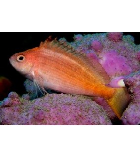 Cyprinocirrhites polyactis